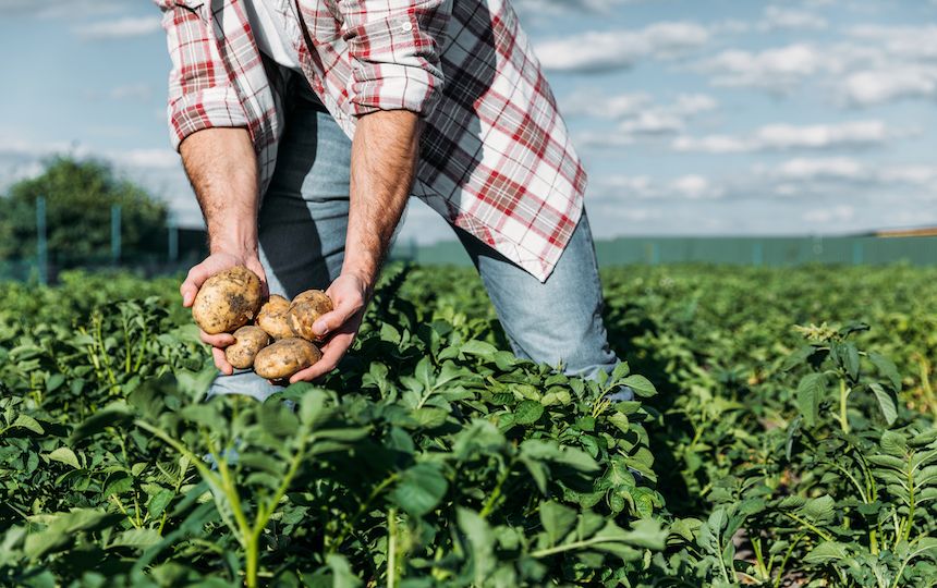 A man in a checked shirt is standing in a crop field, holding five freshly dug potatoes.