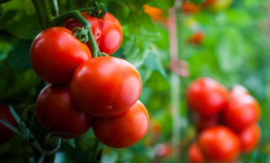 Multiple large bunches of red tomatoes are hanging from separate vines.