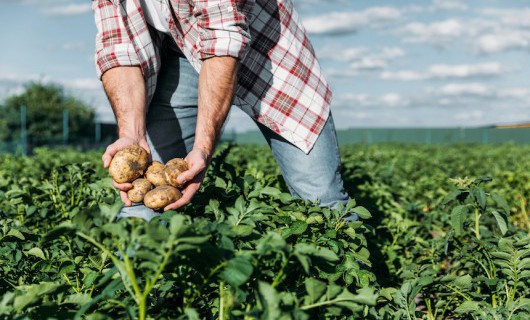 A man in a checked shirt is standing in a crop field, holding five freshly dug potatoes.