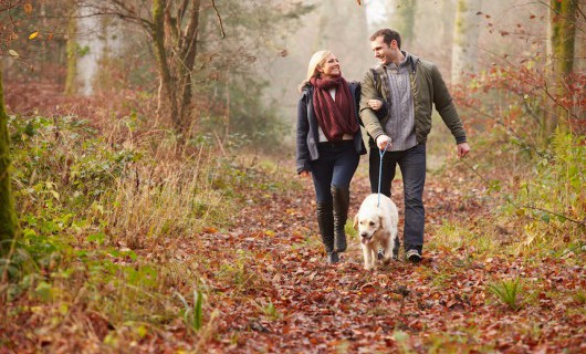 A man and woman are walking their golden labrador on a lead through a woodland.