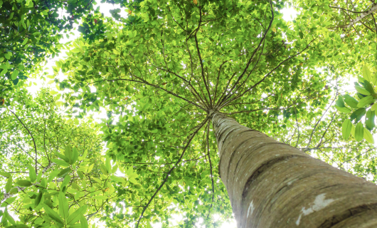 Image for Carbon offsetting Vs Carbon insetting